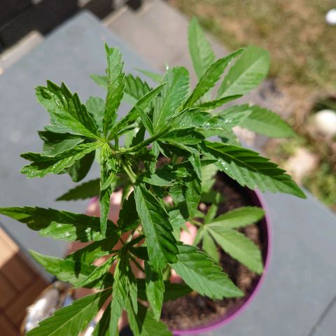 Unknown growlog timeline photo