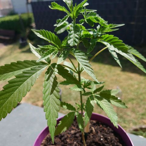 Unknown growlog timeline photo