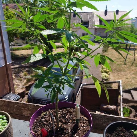 Unknown growlog timeline photo