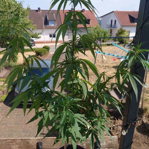 Unknown growlog photo: 80cm