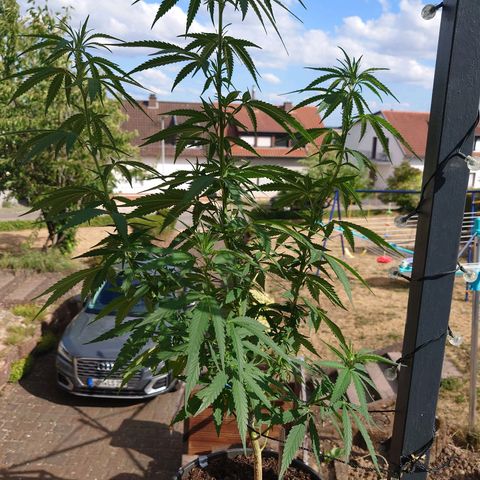 Unknown growlog photo: 85cm
New Pot 10L 27cm Diameter