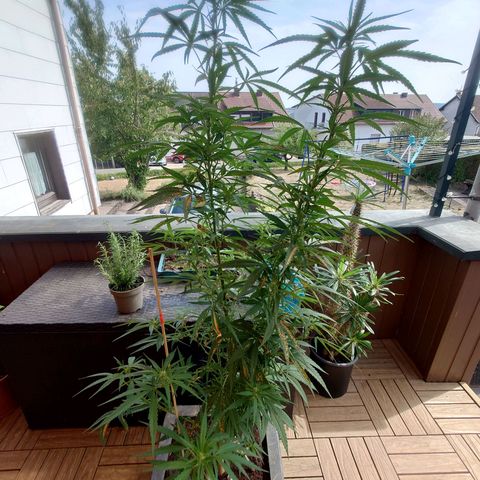 Unknown growlog timeline photo