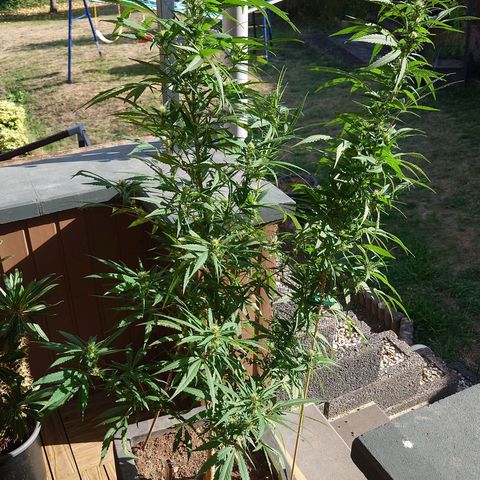 Unknown growlog timeline photo