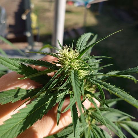 Unknown growlog timeline photo