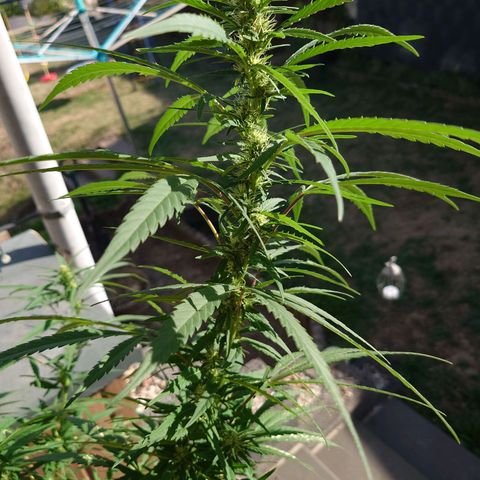Unknown growlog timeline photo