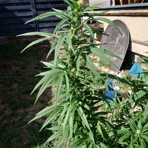 Unknown growlog timeline photo