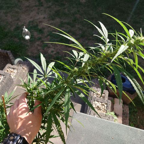 Unknown growlog timeline photo