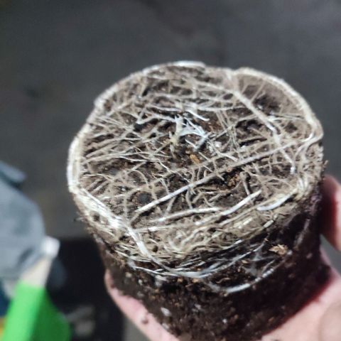 Esqueje Lemon #3 y 4 growlog timeline photo