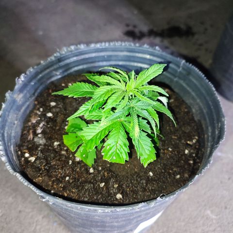 Esqueje Lemon #3 y 4 growlog timeline photo