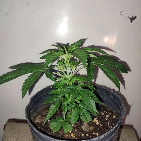 Esqueje Lemon #3 y 4 growlog timeline photo