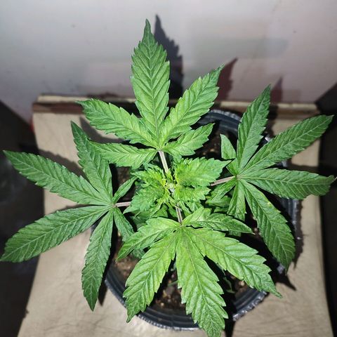 Esqueje Lemon #3 y 4 growlog timeline photo