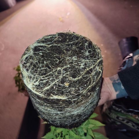 Esqueje Lemon #3 y 4 growlog timeline photo