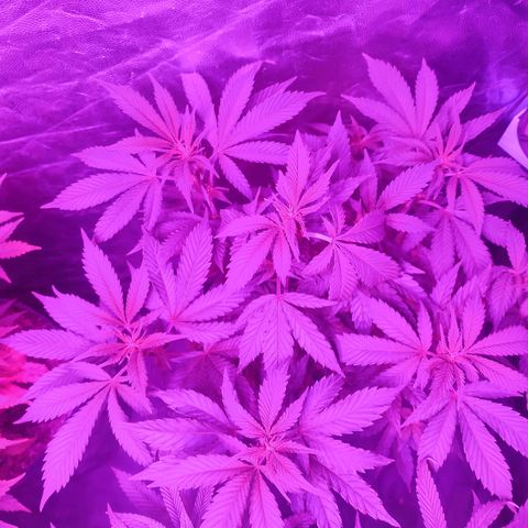 Esqueje Lemon #3 y 4 growlog timeline photo