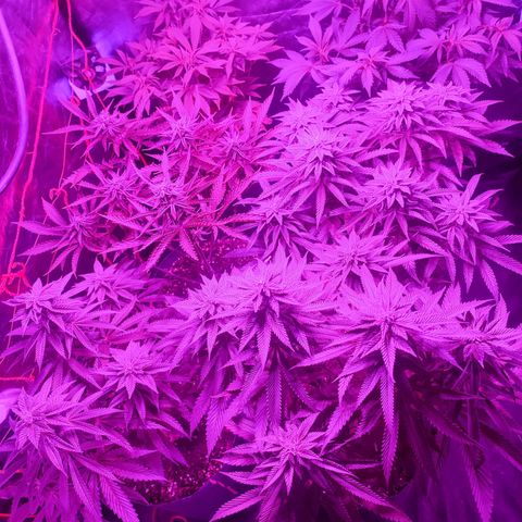Esqueje Lemon #3 y 4 growlog timeline photo