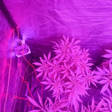 Esqueje Lemon #3 y 4 growlog timeline photo