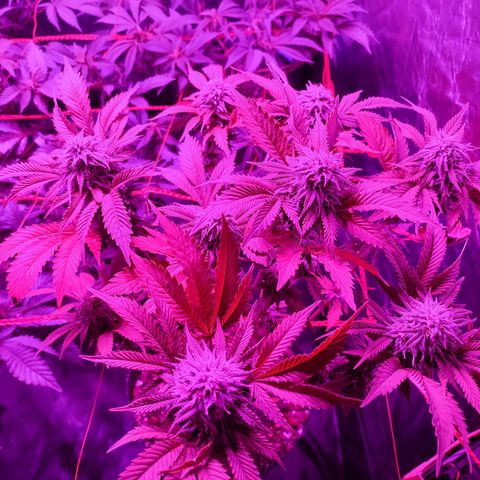 Esqueje Lemon #3 y 4 growlog timeline photo