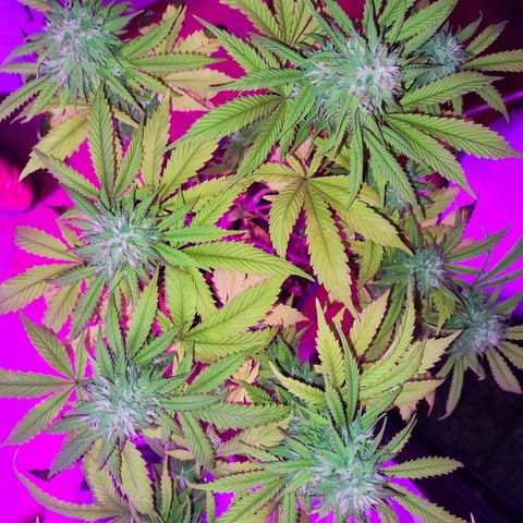 Esqueje Lemon #3 y 4 growlog timeline photo