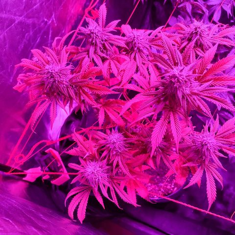 Esqueje Lemon #3 y 4 growlog timeline photo