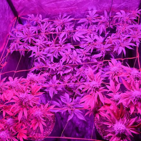 Esqueje Lemon #3 y 4 growlog timeline photo