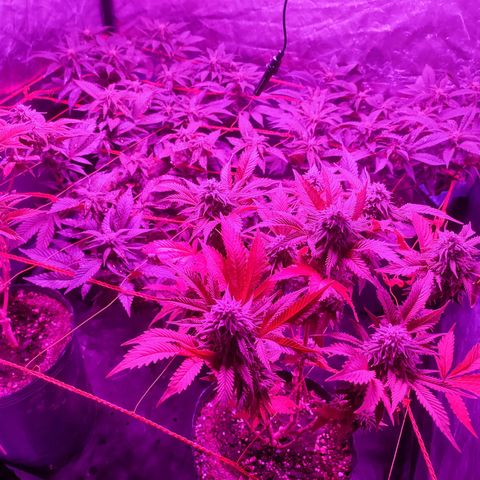 Esqueje Lemon #3 y 4 growlog timeline photo