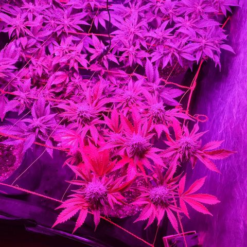 Esqueje Lemon #3 y 4 growlog timeline photo