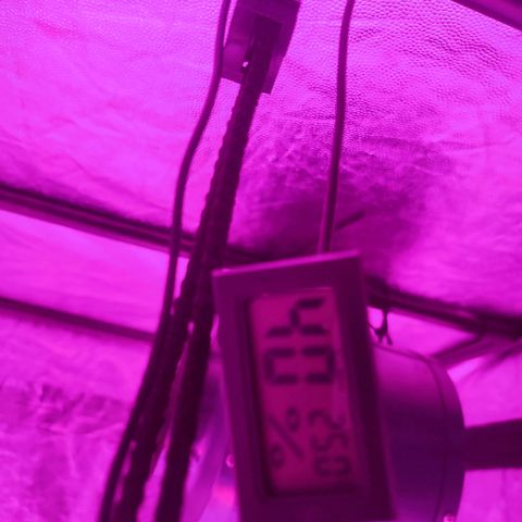Esqueje Lemon #3 y 4 growlog timeline photo
