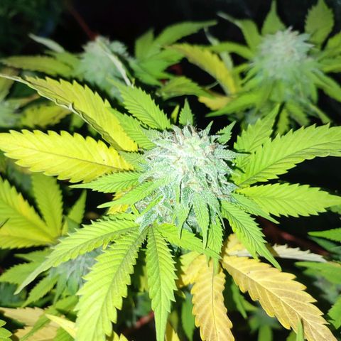 Esqueje Lemon #3 y 4 growlog timeline photo