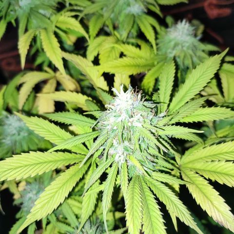 Esqueje Lemon #3 y 4 growlog timeline photo