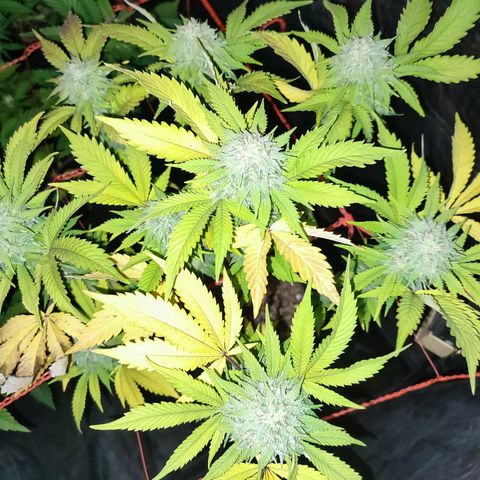 Esqueje Lemon #3 y 4 growlog timeline photo