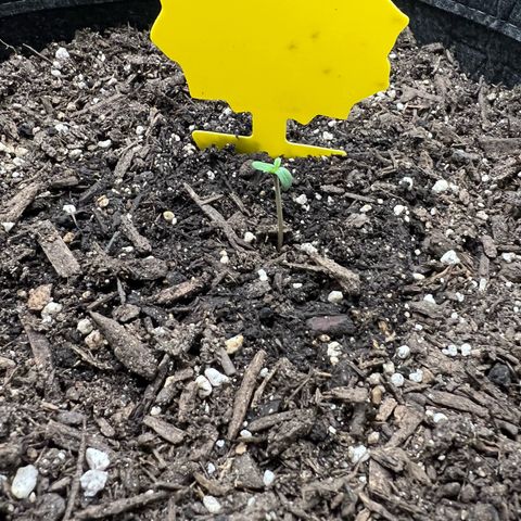 Sour Diesel Auto growlog timeline photo