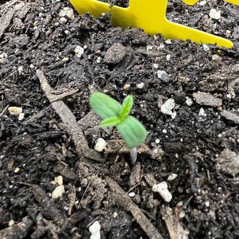 Sour Diesel Auto growlog timeline photo