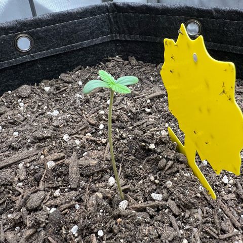 Sour Diesel Auto growlog timeline photo