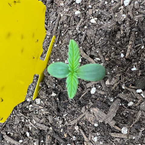 Sour Diesel Auto growlog timeline photo