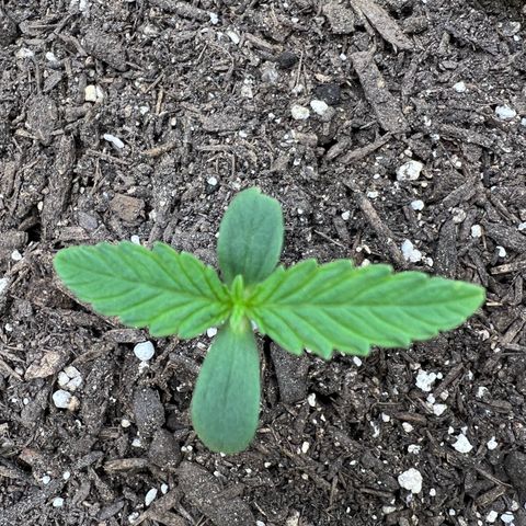 Sour Diesel Auto growlog timeline photo