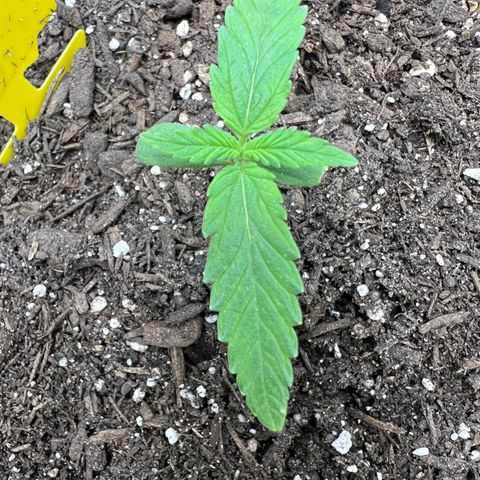 Sour Diesel Auto growlog timeline photo