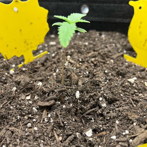 Sour Diesel Auto growlog timeline photo