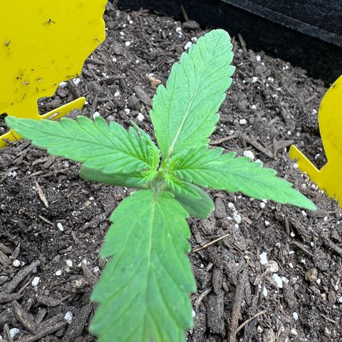 Sour Diesel Auto growlog timeline photo