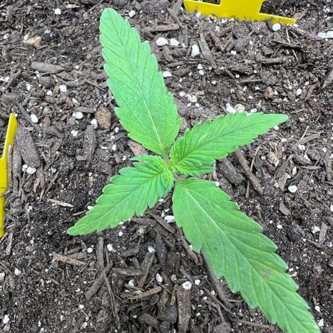Sour Diesel Auto growlog timeline photo