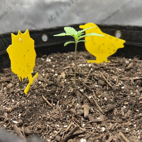 Sour Diesel Auto growlog timeline photo