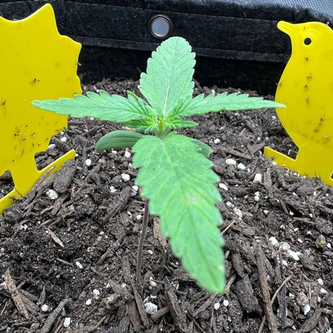 Sour Diesel Auto growlog timeline photo
