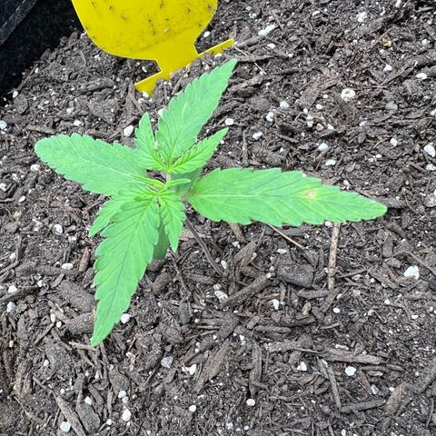 Sour Diesel Auto growlog timeline photo