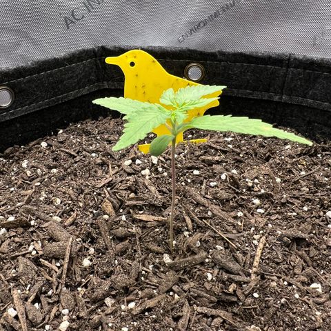 Sour Diesel Auto growlog timeline photo
