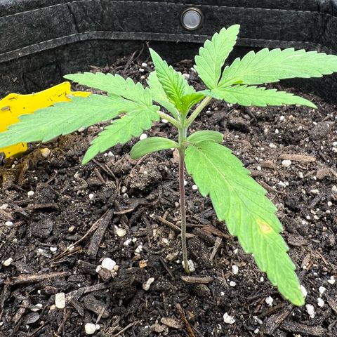 Sour Diesel Auto growlog timeline photo