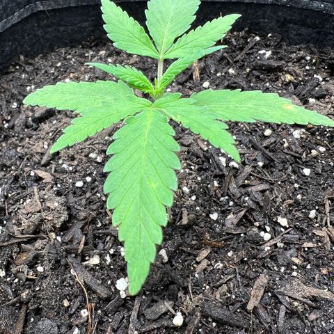 Sour Diesel Auto growlog timeline photo