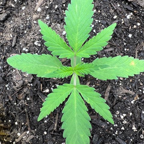 Sour Diesel Auto growlog timeline photo