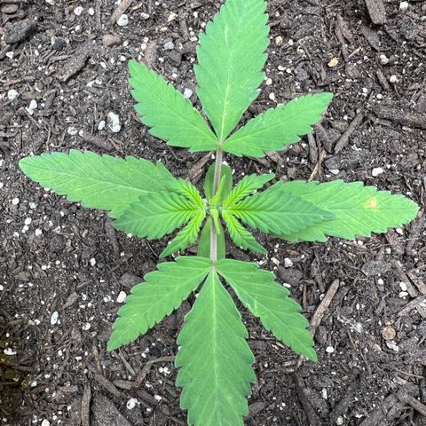 Sour Diesel Auto growlog timeline photo