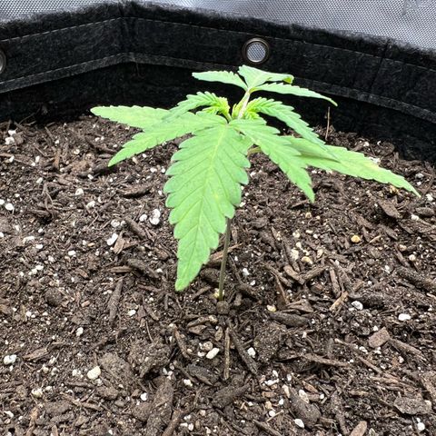 Sour Diesel Auto growlog timeline photo