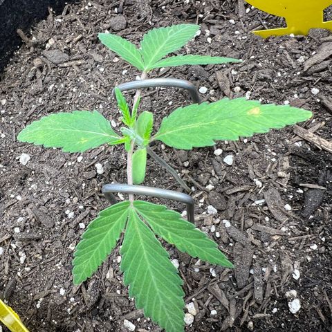 Sour Diesel Auto growlog timeline photo
