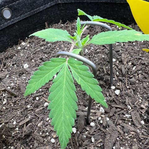 Sour Diesel Auto growlog timeline photo