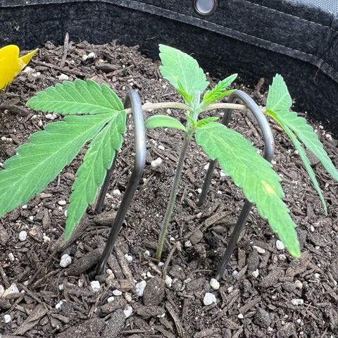 Sour Diesel Auto growlog timeline photo